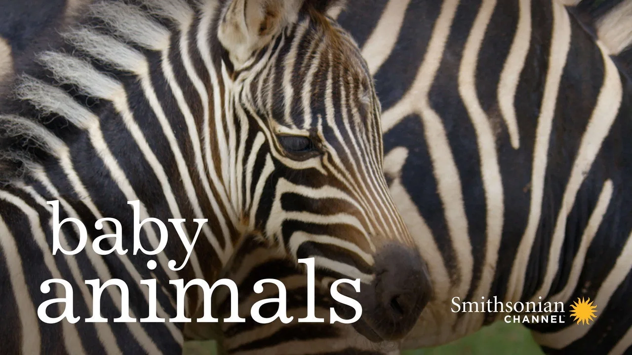 Baby Animals artwork