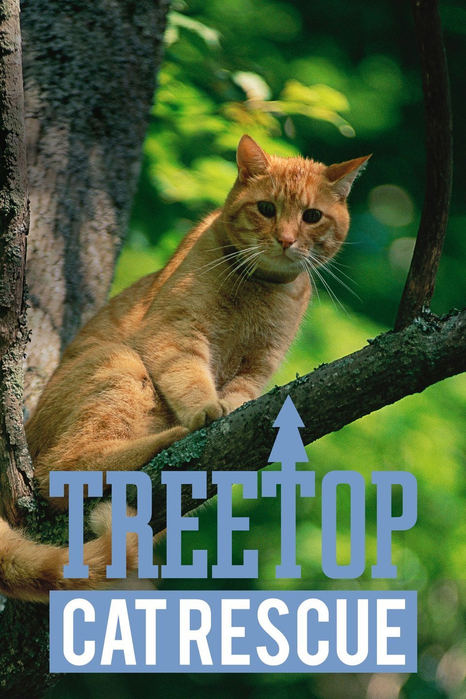 Treetop Cat Rescue artwork