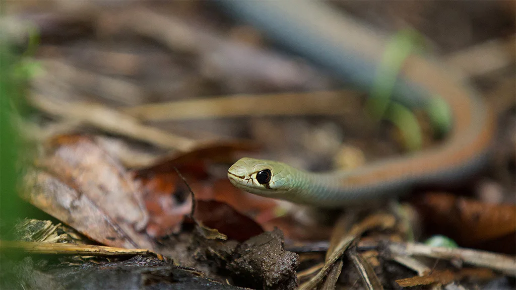 Aussie Snake Wranglers: Deadly Pursuit artwork