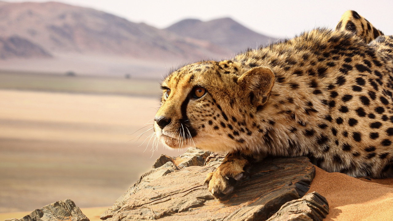 Big Cats: An Amazing Animal Family artwork